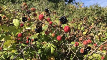 Blackberry removal