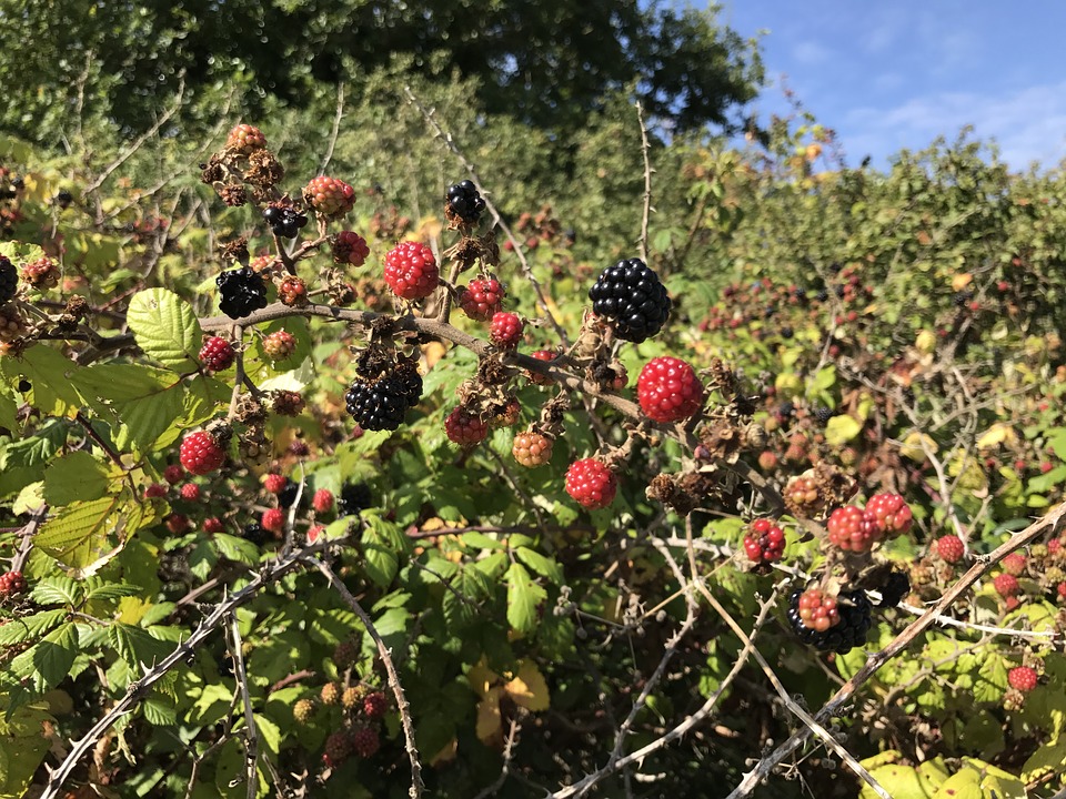 Blackberry removal